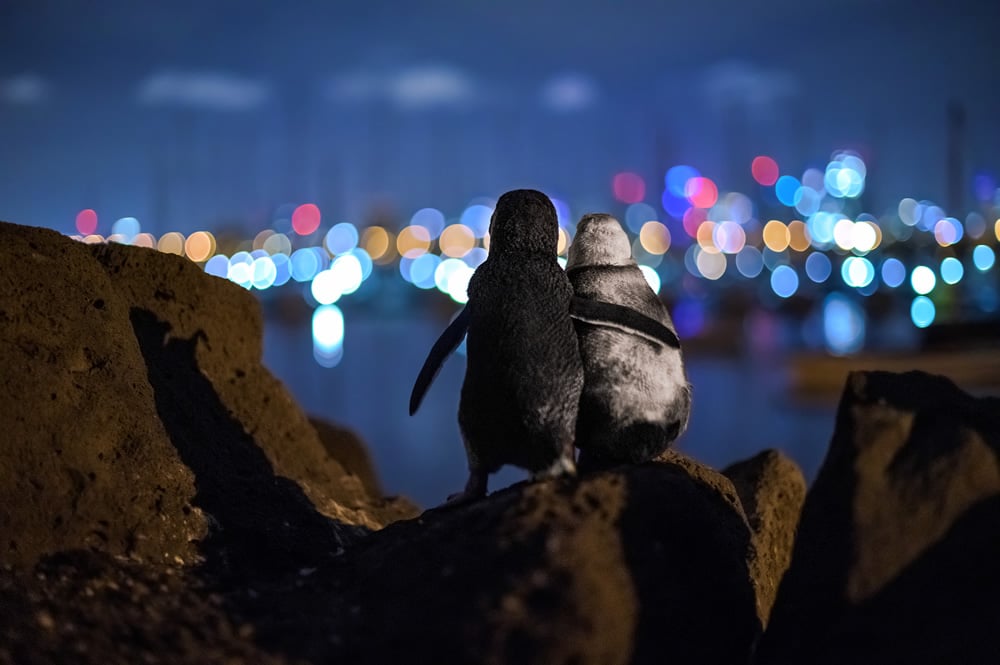 Two Penguins Comforting Each Other