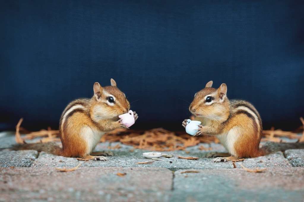 Chattering Chipmunk