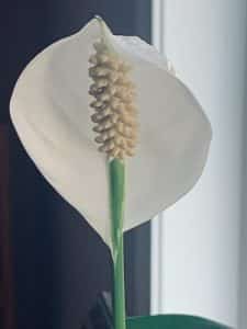 The Peace Lilly of Love!