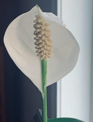 The Peace Lilly of Love!